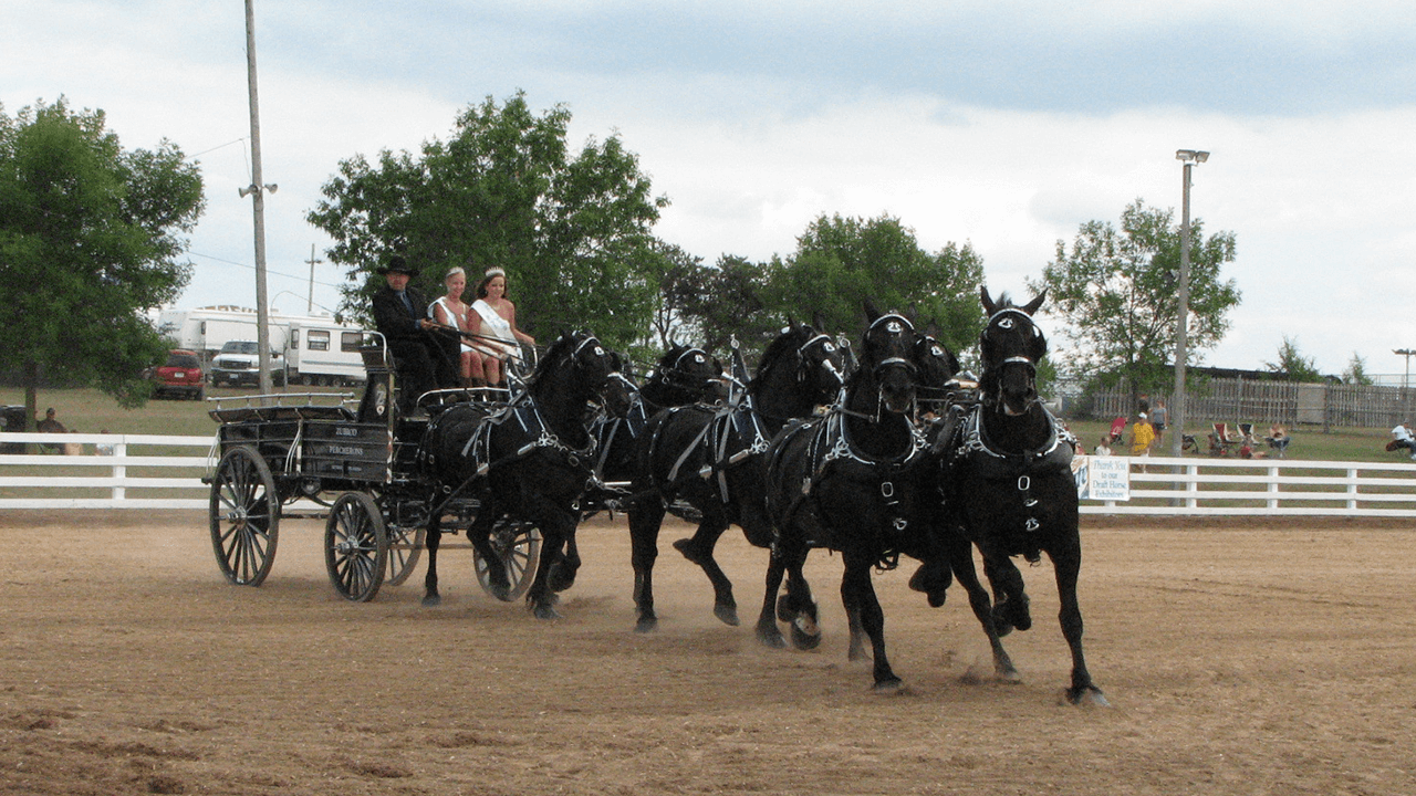 Draft Horse Shows Scott County Fair